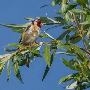 European Goldfinch