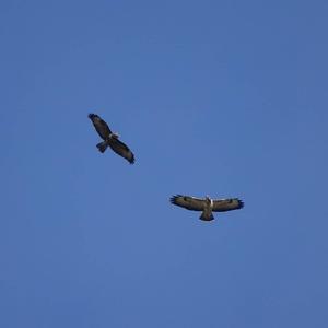 Common Buzzard