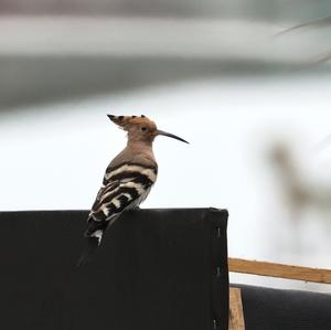 Eurasian Hoopoe