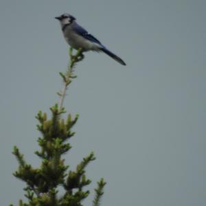 Blue Jay