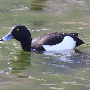 Tufted Duck