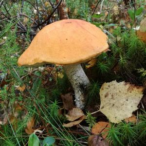 Orange Birch Bolete