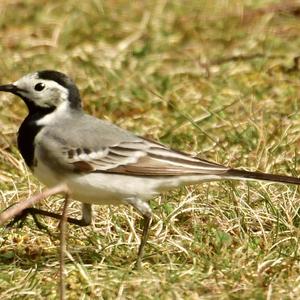 White Wagtail