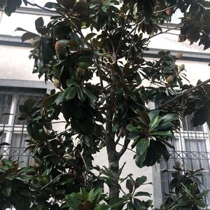 Unknown Species