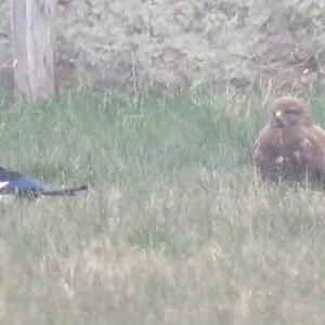 Black-billed Magpie