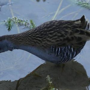 Water Rail