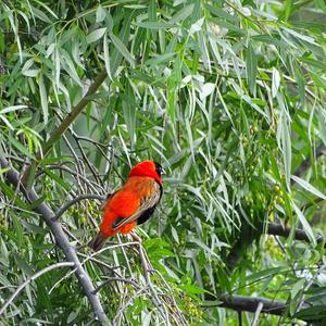 Red Bishop