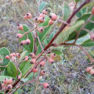 Franchet`s Cotoneaster