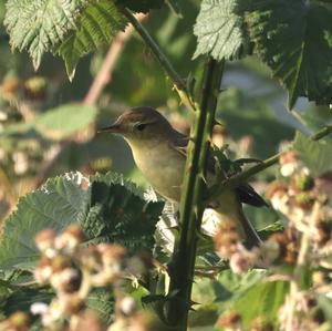 Melodious Warbler