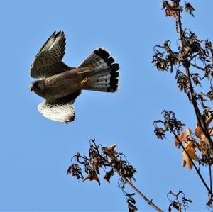 Common Kestrel