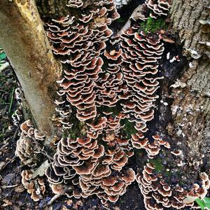 Resinous Polypore