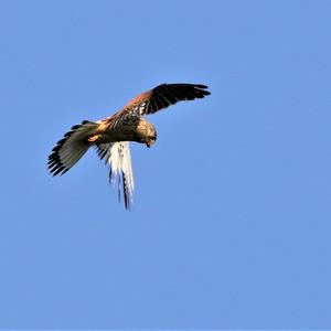 Common Kestrel