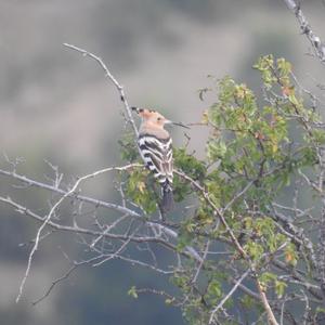 Eurasian Hoopoe