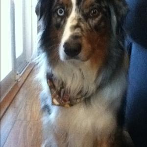 Australian Shepherd