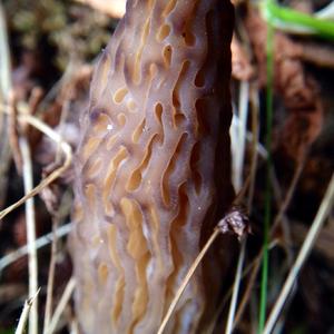 Yellow Morel