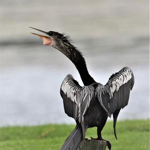 Amerikanischer Schlangenhalsvogel