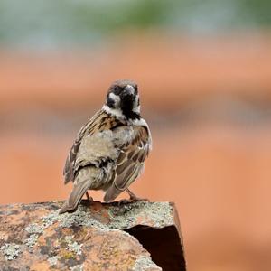 Eurasian Tree Sparrow