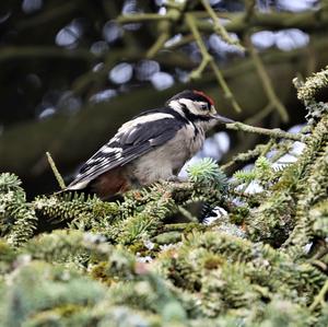 Great Spotted Woodpecker