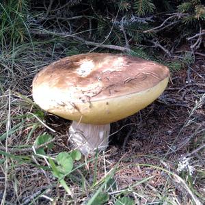 Summer Bolete