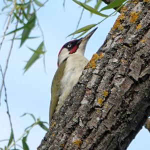 Eurasian Green Woodpecker