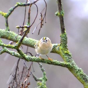 Goldcrest