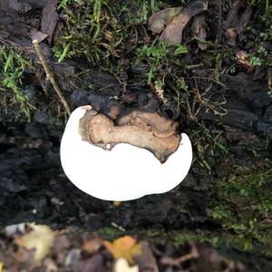 Artist`s Fungus