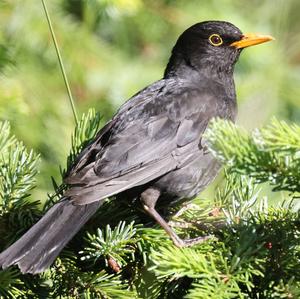 Eurasian Blackbird