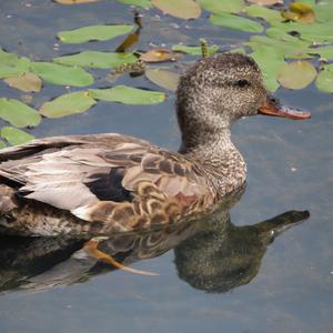 Gadwall