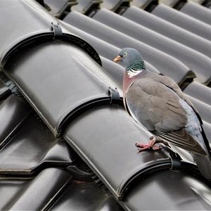 Common Wood-pigeon