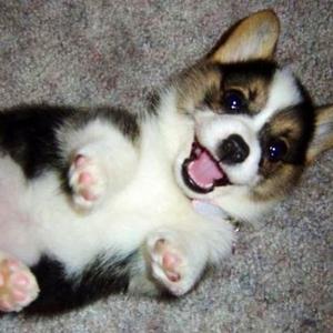 Welsh Corgi (Cardigan)