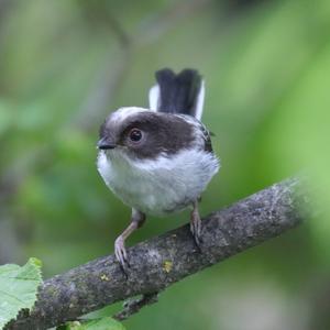 Long-tailed Tit