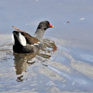 Common Moorhen