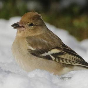 Eurasian Chaffinch