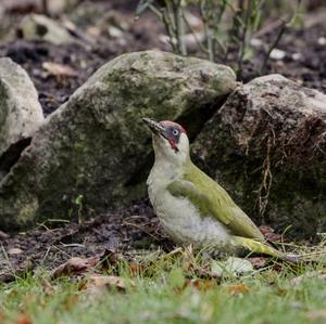 Eurasian Green Woodpecker