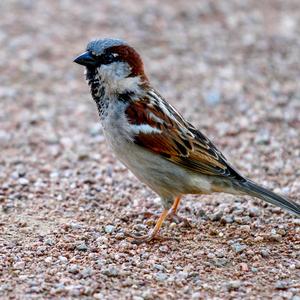 House Sparrow