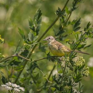 Yellow Wagtail