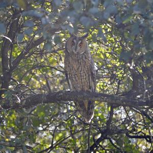 Long-eared Owl