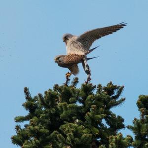 Common Kestrel