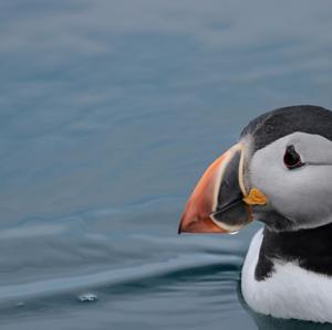 Atlantic Puffin