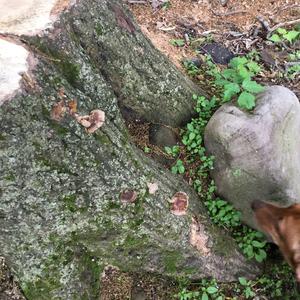 Thick-maze Oak polypore