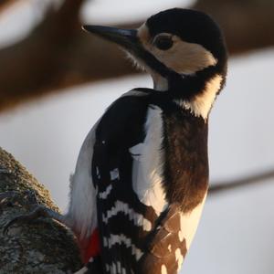 Great Spotted Woodpecker