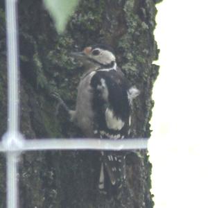 Great Spotted Woodpecker