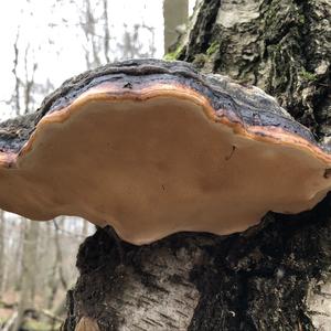 Red-belted Polypore