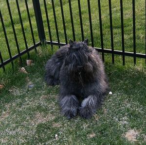 Bouvier des Flandres