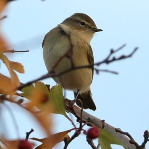 Common Chiffchaff