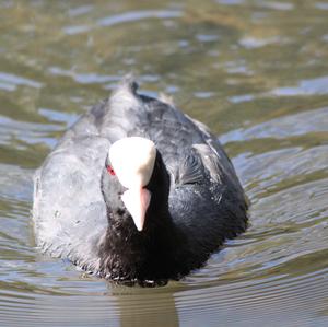 Common Coot