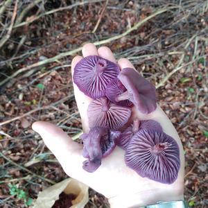 Amethyst Deceiver