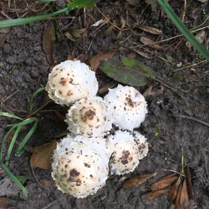 Shaggy Mane