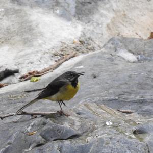 Grey Wagtail