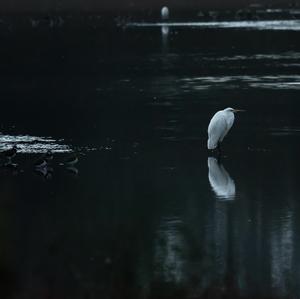 Little Egret